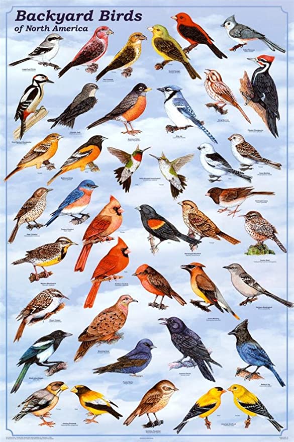 Backyard Birds Poster, 24×36